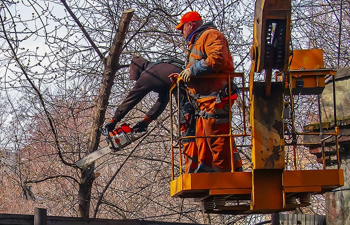 tree trimming